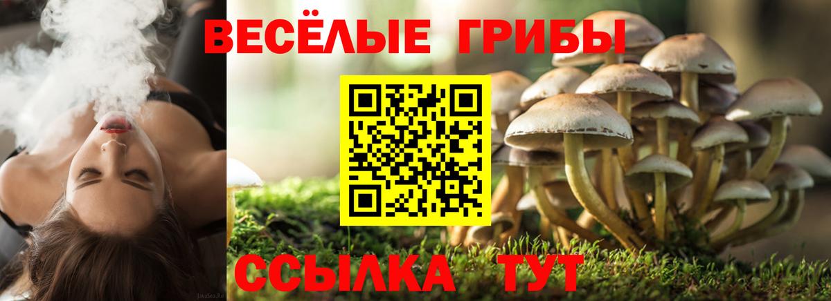Саянск  Галлюциногенные грибы Psilocybine cubensis  Вход с VPN 